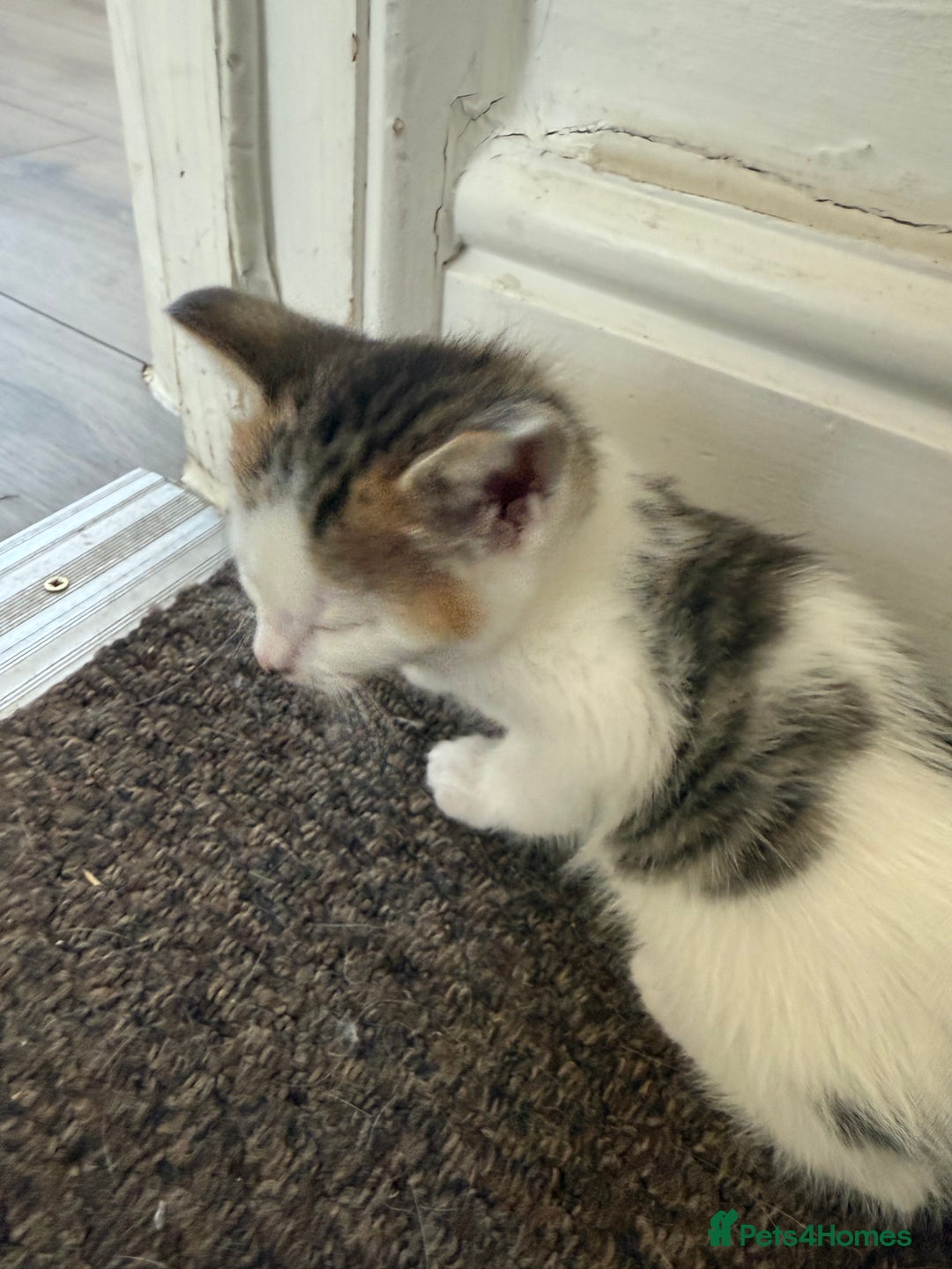 Mixed Breed cats for sale: Cuddly kittens up for adoption  - Image 5