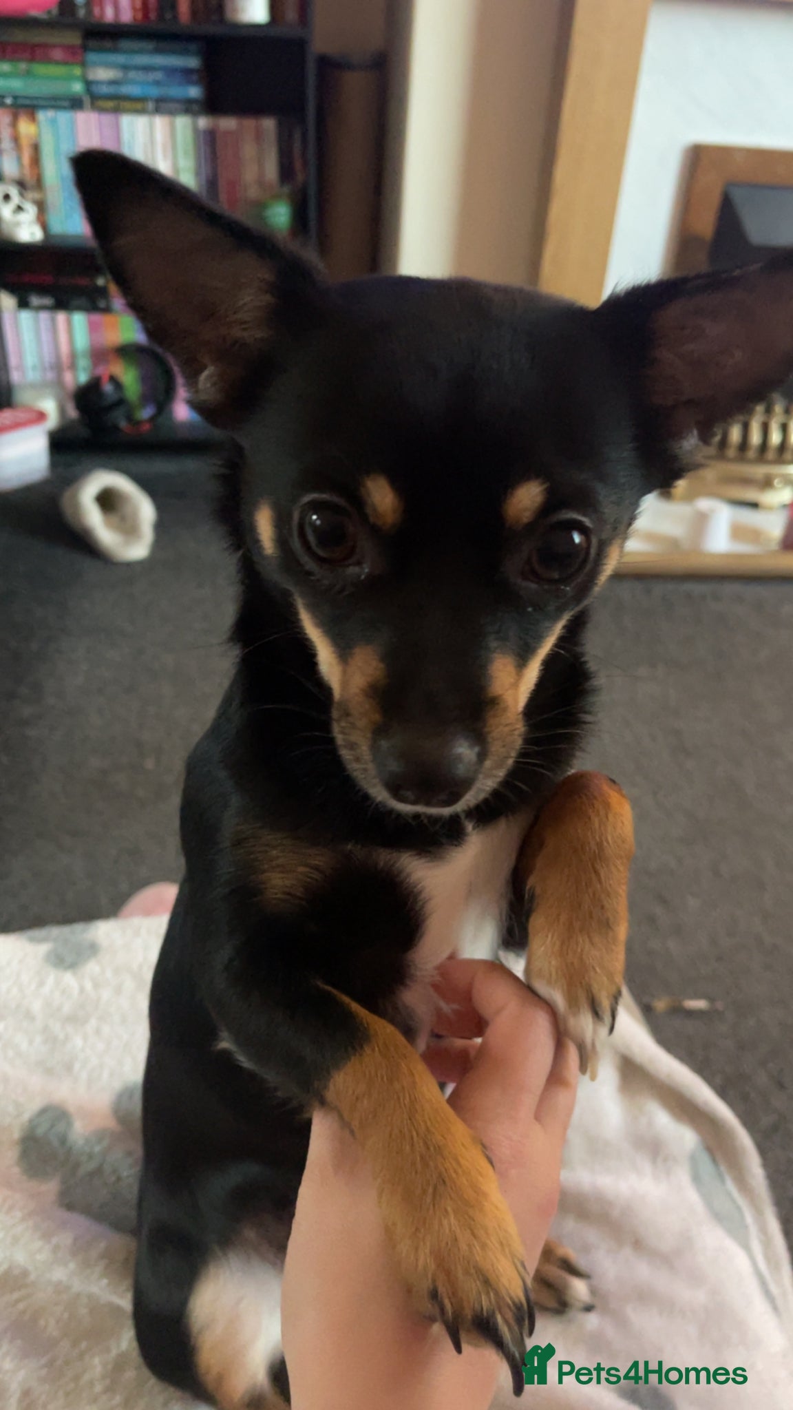 Jack Chi dogs Skye  - Advert 2