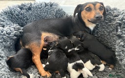 Jack Russell dogs for sale: Jack Russell Puppies  - Image 1