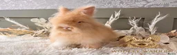 Angora rabbits for sale: 3 BEAUTIFUL VACCINATED ANGORAS READY NOW - Advert 17