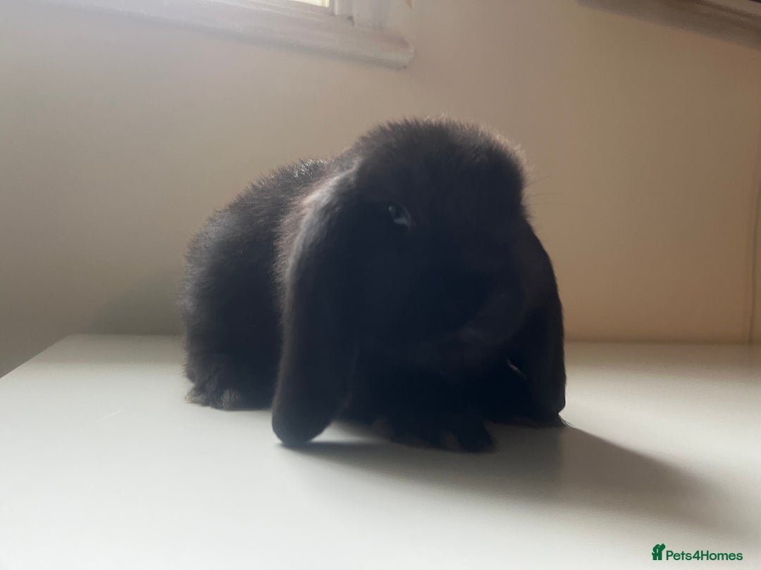 Mini Lop rabbits for sale: Mini lops available  - Advert 31