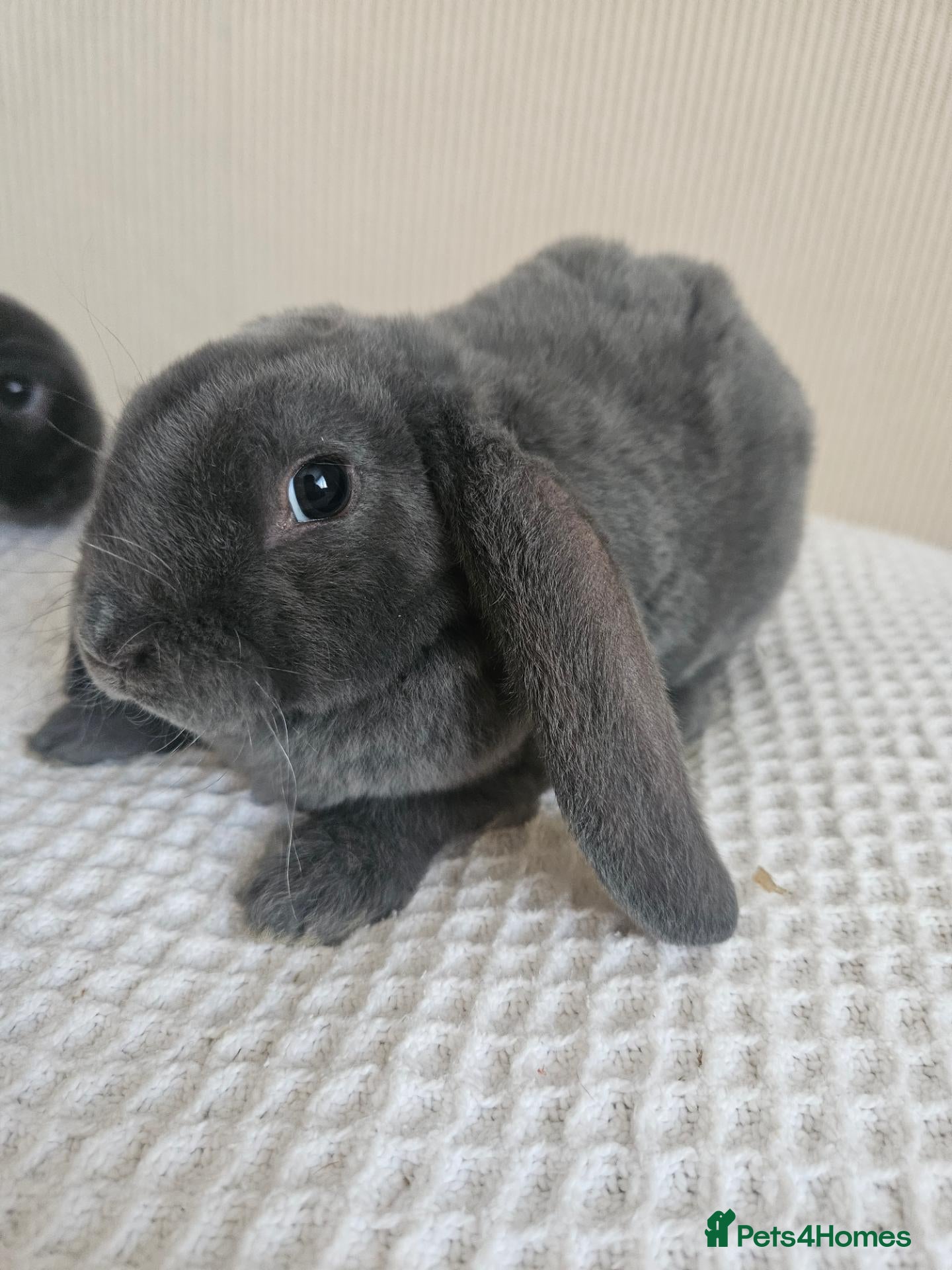 French Lop rabbits Blue Velveteen Lops  - Advert 1