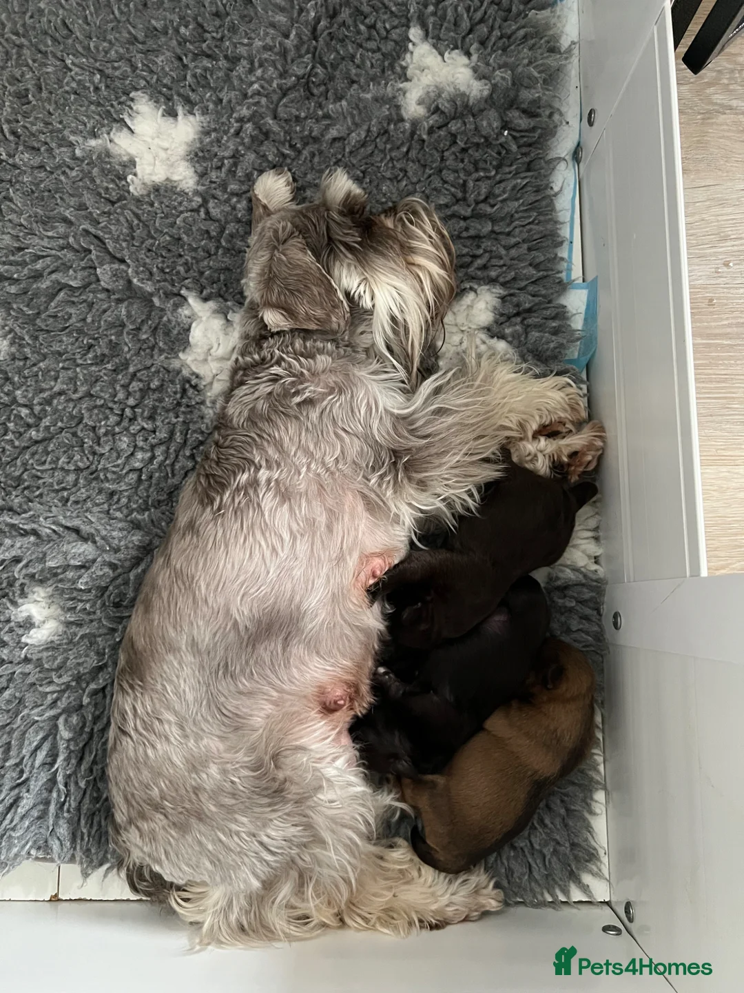 Miniature Schnauzer dogs for sale: KC MAC/BVA Chocolate Miniature Schnauzers - Advert 11