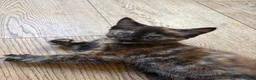Mixed Breed cats for sale: Beautiful tabby kitten - unusual markings - Advert 12