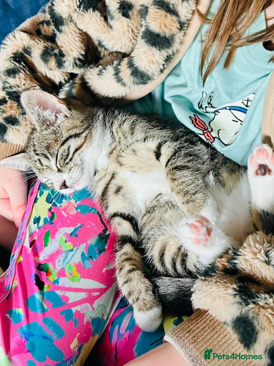 Mixed Breed cats for sale: Male tabby mixed breed kitten available this eve in Edinburgh - Advert 2