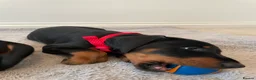 Dobermann dogs for sale: KC Registered Doberman Pups - Advert 5