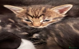 British Shorthair cats for sale: 3 little boy kittens  - Image 6