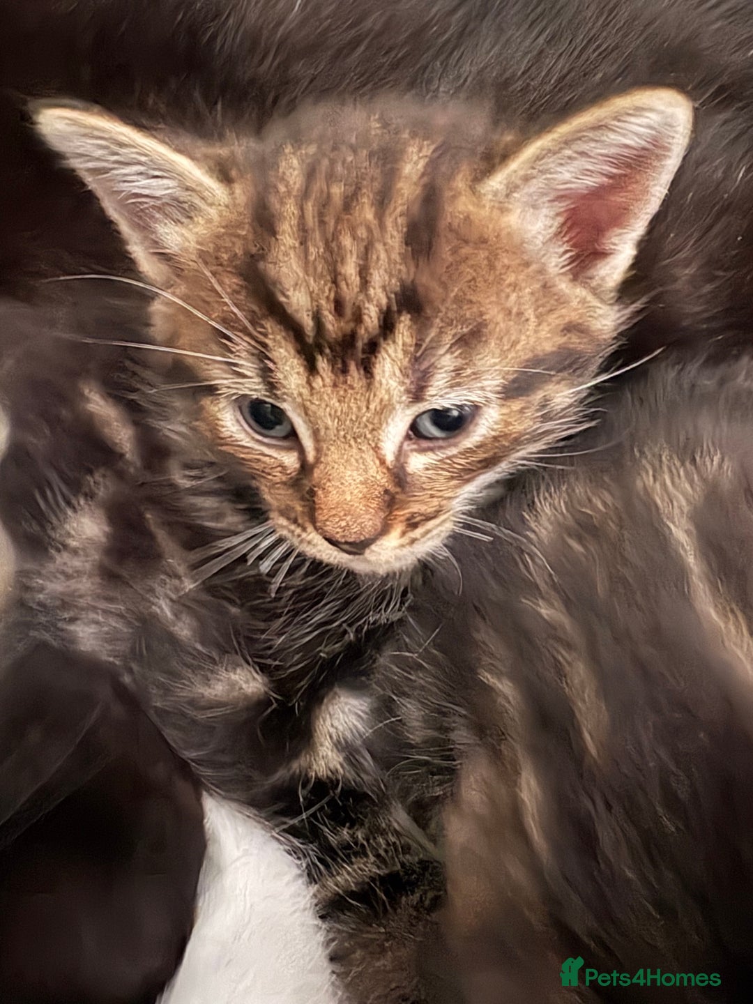 British Shorthair cats for sale: 3 little boy kittens  - Image 6