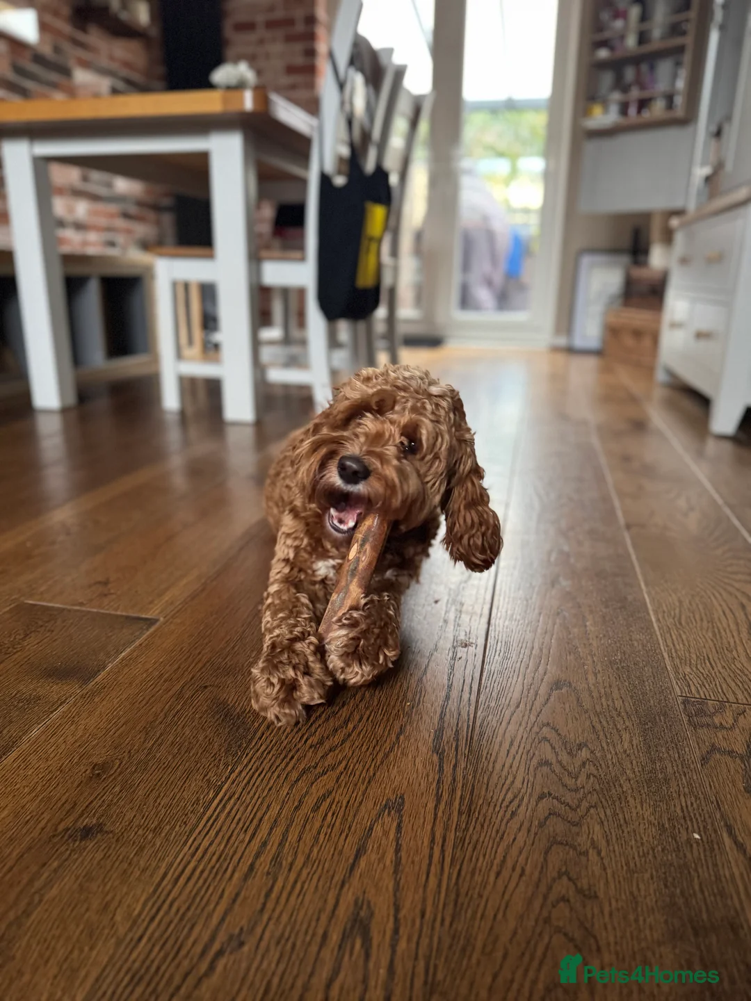Cockapoo dogs for sale: 🐾 Loving Home Needed for Sweet Dog 🐾 - Advert 3