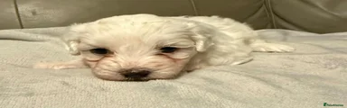 Mixed Breed 3