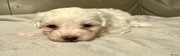 Mixed Breed dogs for sale: Maltipoo x Coton de Tulear Puppies  - Advert 4