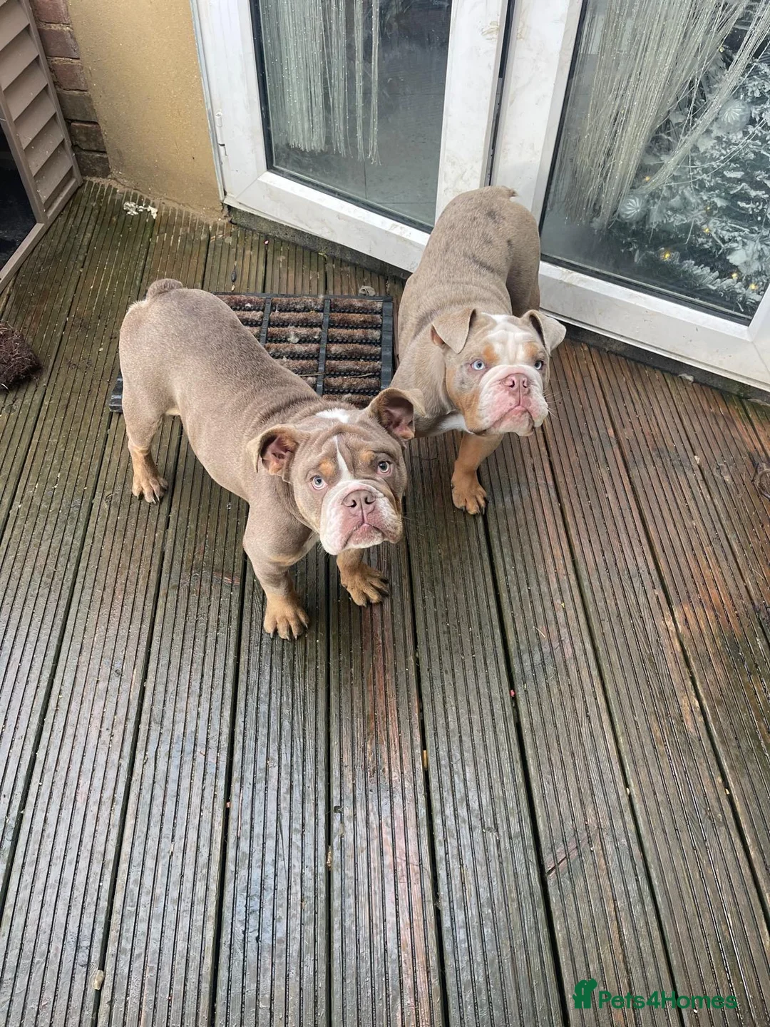English Bulldog dogs for sale: 2 year old male english bulldog  - Advert 1