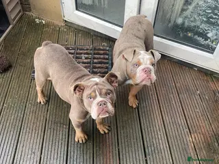 English Bulldog dogs 2 year old male english bulldog - Advert 3