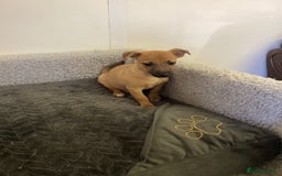 Jack Russell dogs for sale: Jack Russell puppies  - Image 8