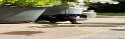 Dachshund dogs for sale: Beautiful KC reg, standard dachshund puppies  - Advert 7