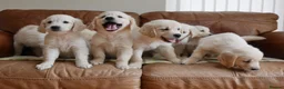 Golden Retriever dogs for sale: Quality Health Tested KC Golden Retrievers - Advert 16