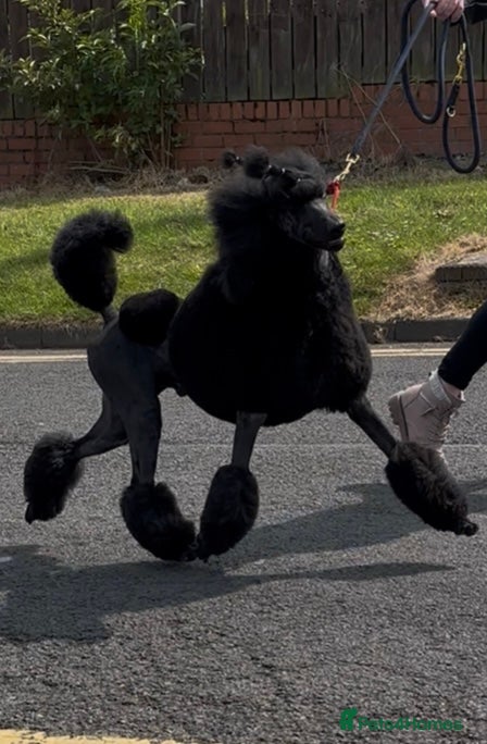 Standard Poodle dogs Show standard poodle - Advert 7
