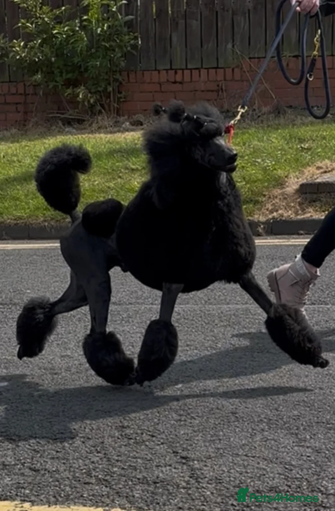 Standard Poodle dogs for stud: Show standard poodle - Advert 1