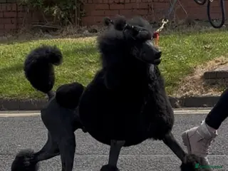 Standard Poodle dogs Show standard poodle - Advert 7