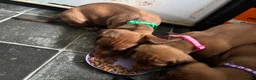 Dachshund dogs for sale: 6 dachshund puppies - 4 boys & 2 girls - Advert 2