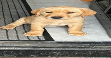 Labrador Retriever dogs - Advert 8