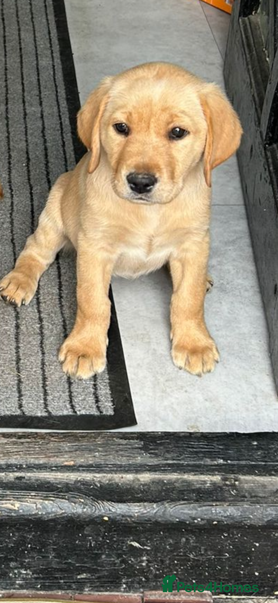 Labrador Retriever dogs for sale: Ready Now Beautiful Boy Labrador Puppies  - Image 6