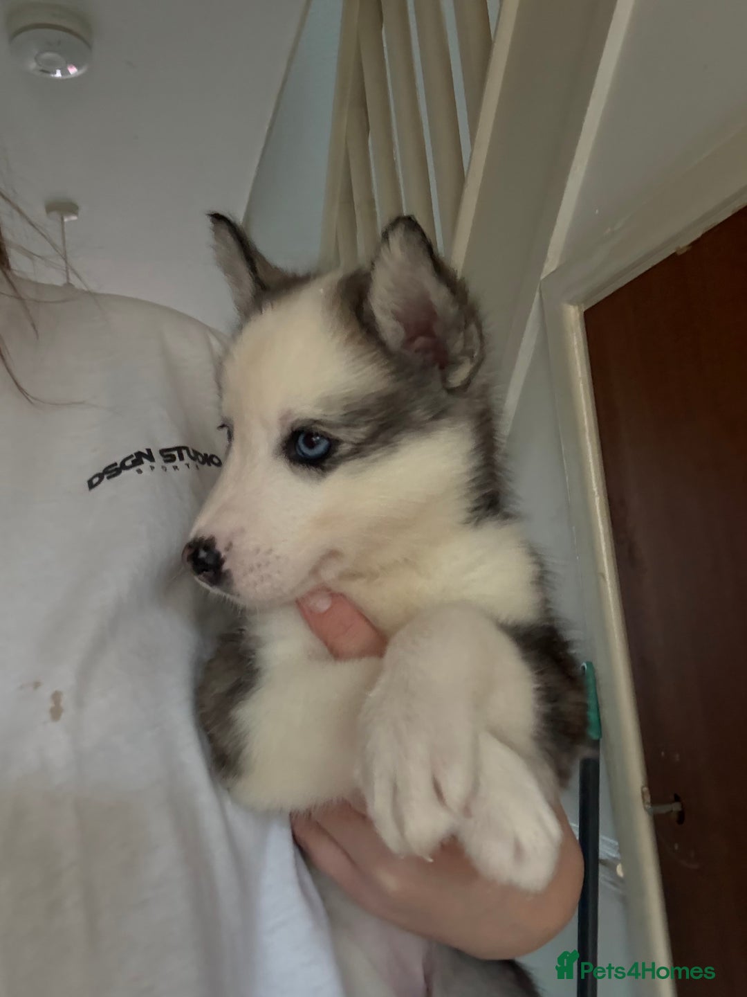 Siberian Husky dogs for sale: 2 stunning Siberian husky puppies for sale - Image 23