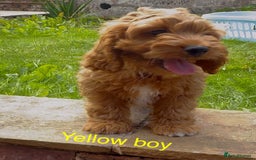 Cavapoo dogs for sale: Stunning Cavapoo puppies - Image 1