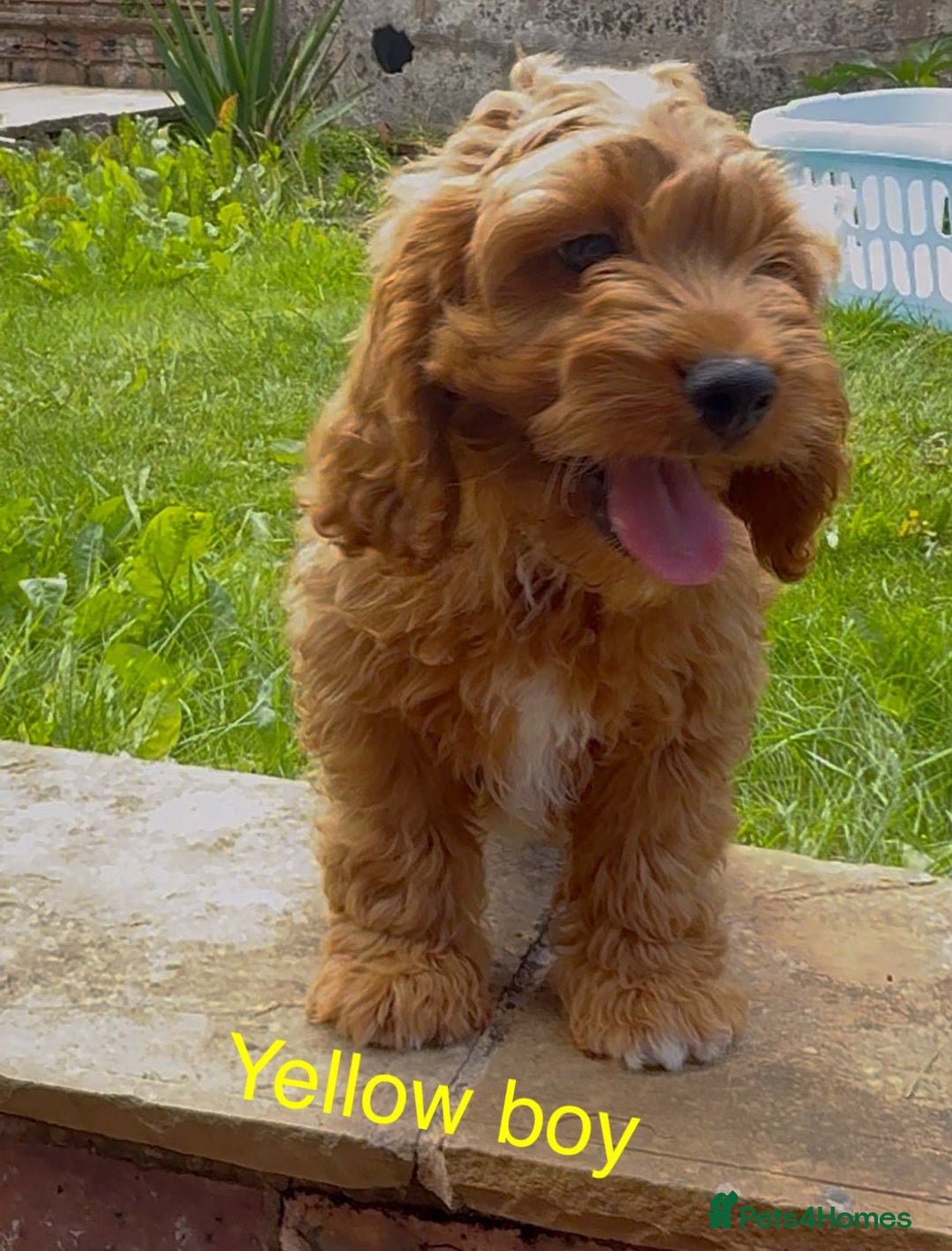 Cavapoo dogs for sale: Stunning Cavapoo puppies - Image 1