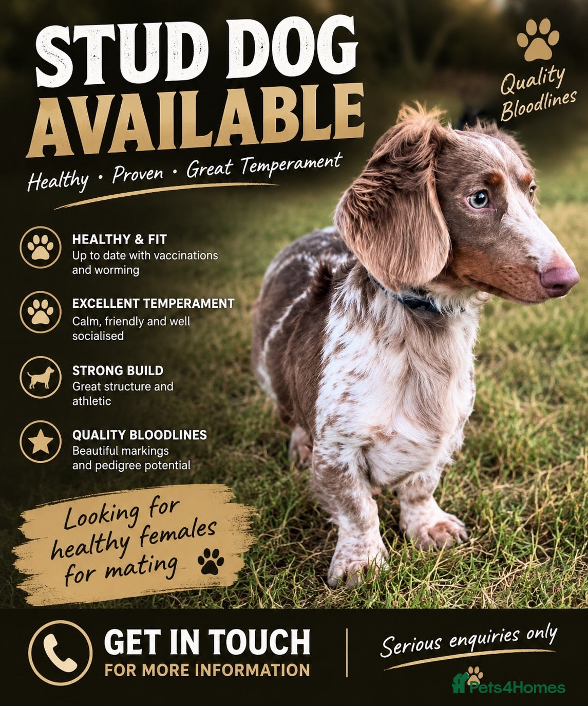Miniature Dachshund dogs for stud: PROVEN STUD!! KC LongHaired Miniature Dachshund - Advert 1