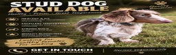 Miniature Dachshund dogs for stud: PROVEN STUD!! KC LongHaired Miniature Dachshund - Advert 1