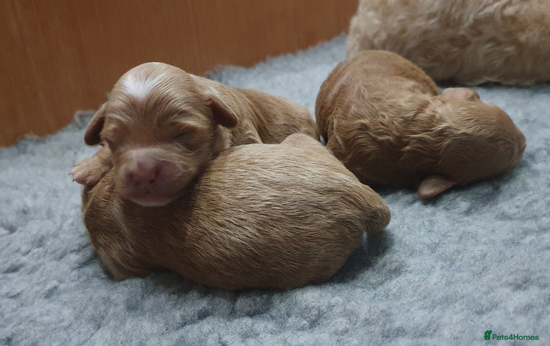 Cockapoo dogs for sale: Top quality F1b Toy Cockapoo puppies - Advert 14