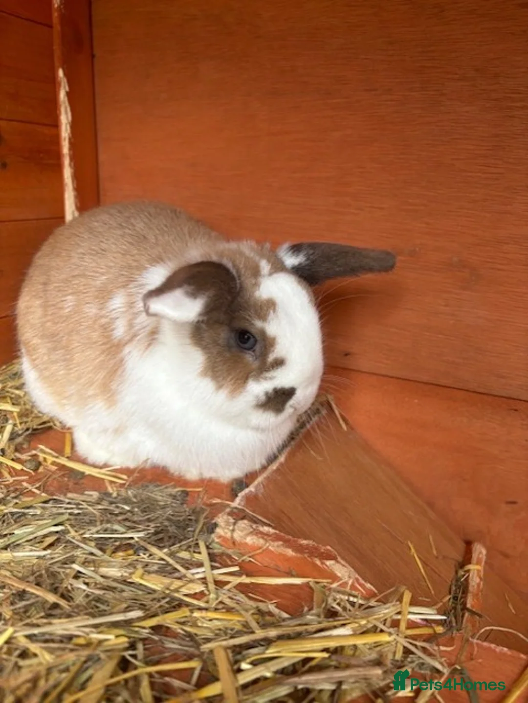 Mixed Breed rabbits for sale: Mini Lop X Netherland Dwarfs - Advert 2