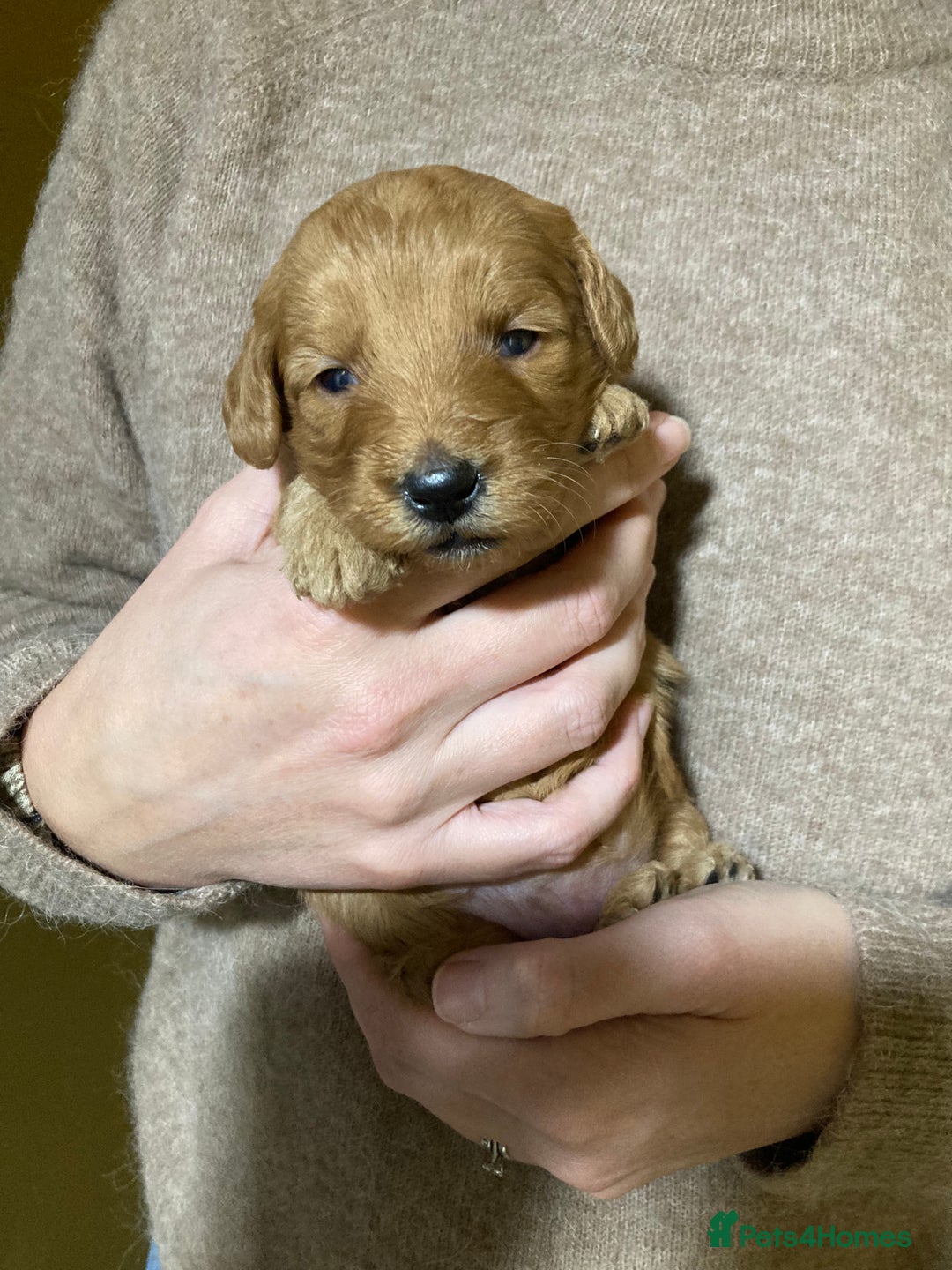 Goldendoodle dogs for sale: Miniature F1B Goldendoodle puppies - Advert 18