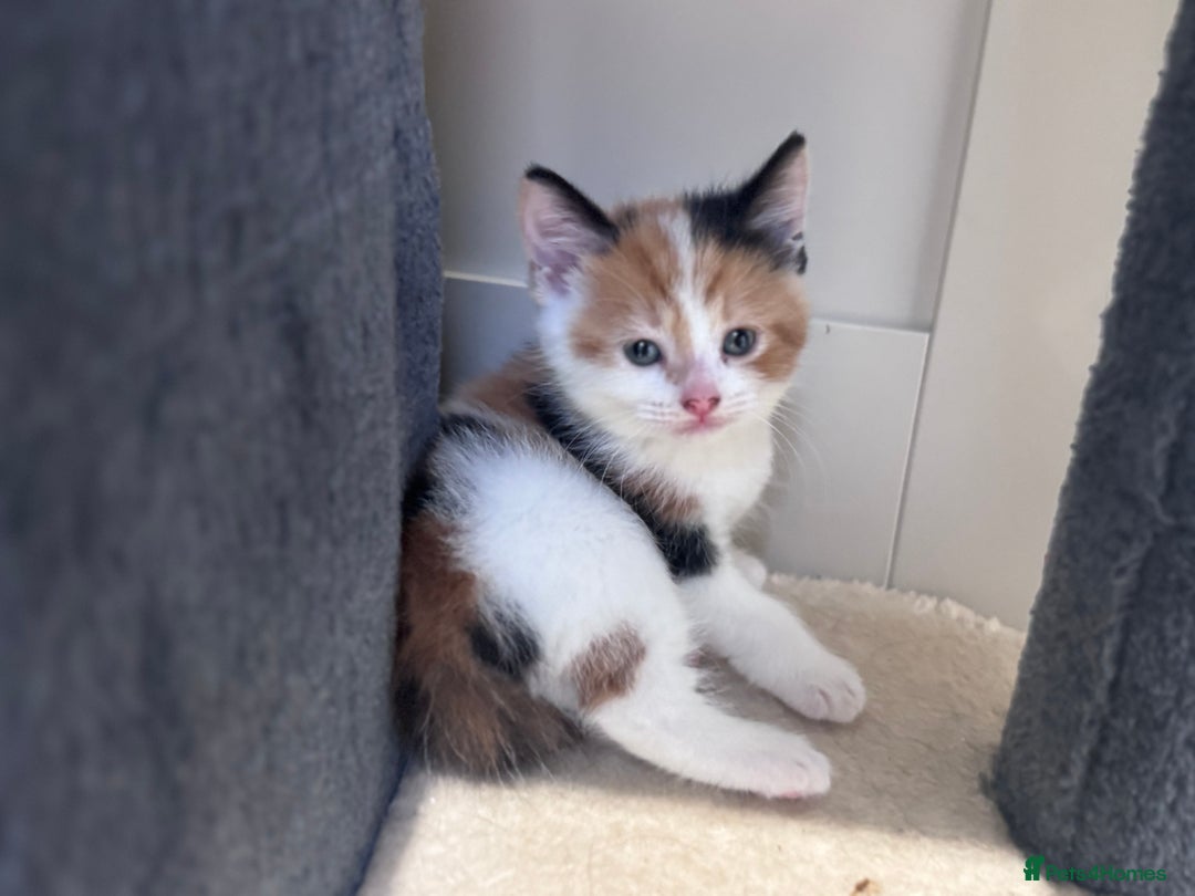 American Shorthair cats for sale: 1 grey male and 2 female for sale  - Advert 5