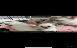 Ragdoll cats for sale: ⭐️champion blood line Ragdolls  in Merthyr Tydfil - Image 23
