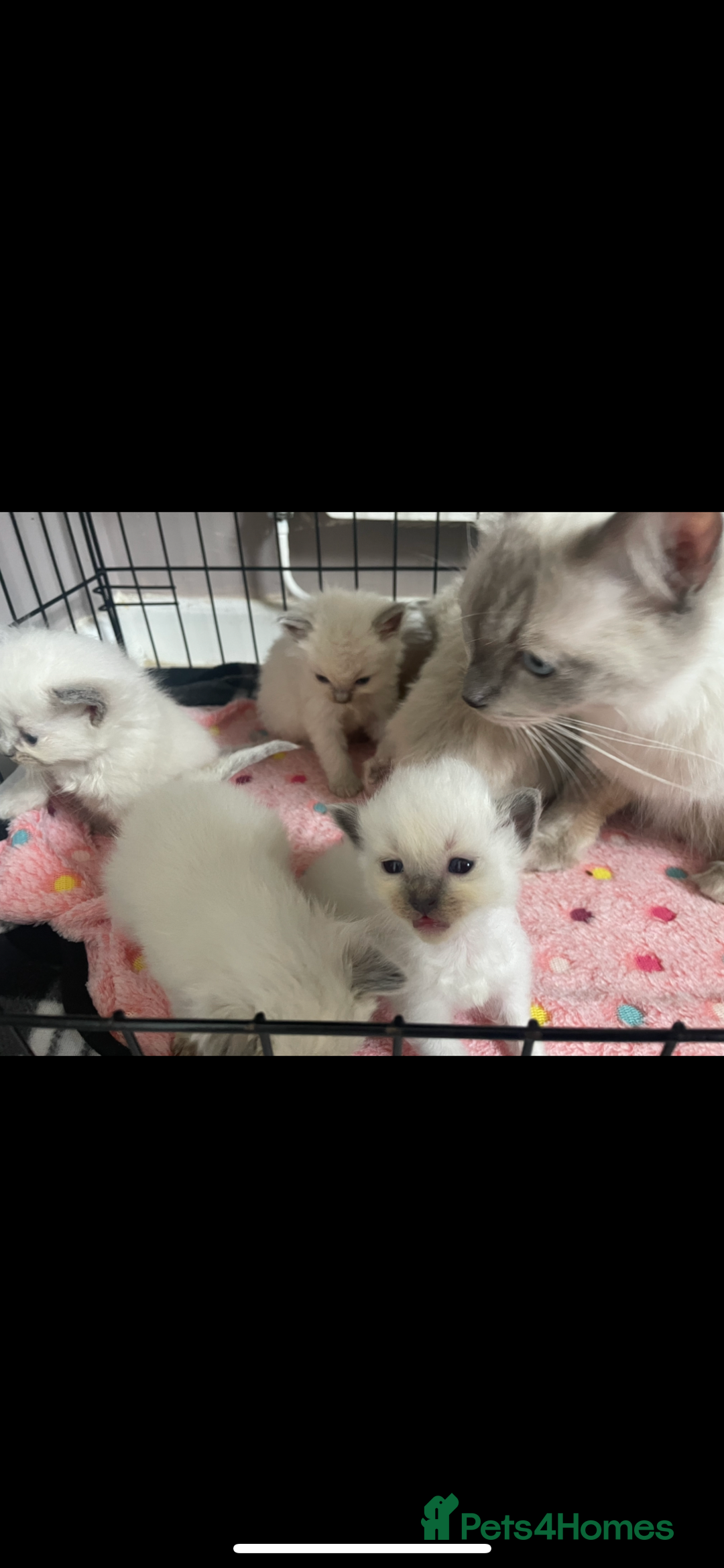Ragdoll cats for sale: ⭐️champion blood line Ragdolls  in Merthyr Tydfil - Image 23