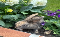 Mini Lop rabbits for sale: Mini Lops. READY NOW - Image 3