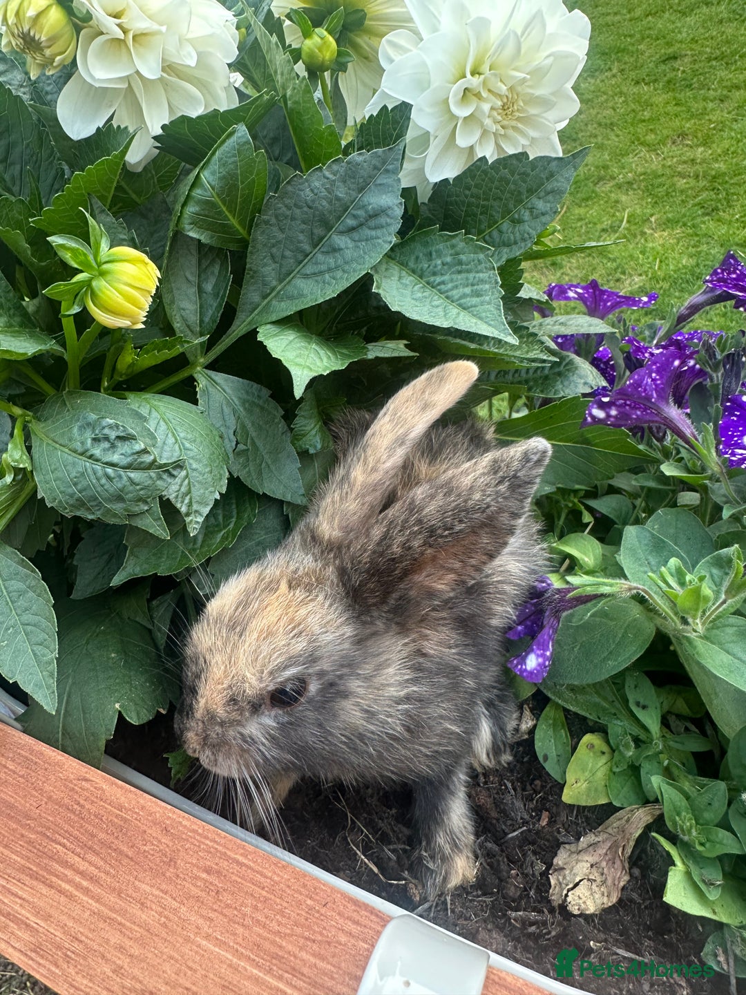 Mini Lop rabbits for sale: Mini Lops. READY NOW - Image 3