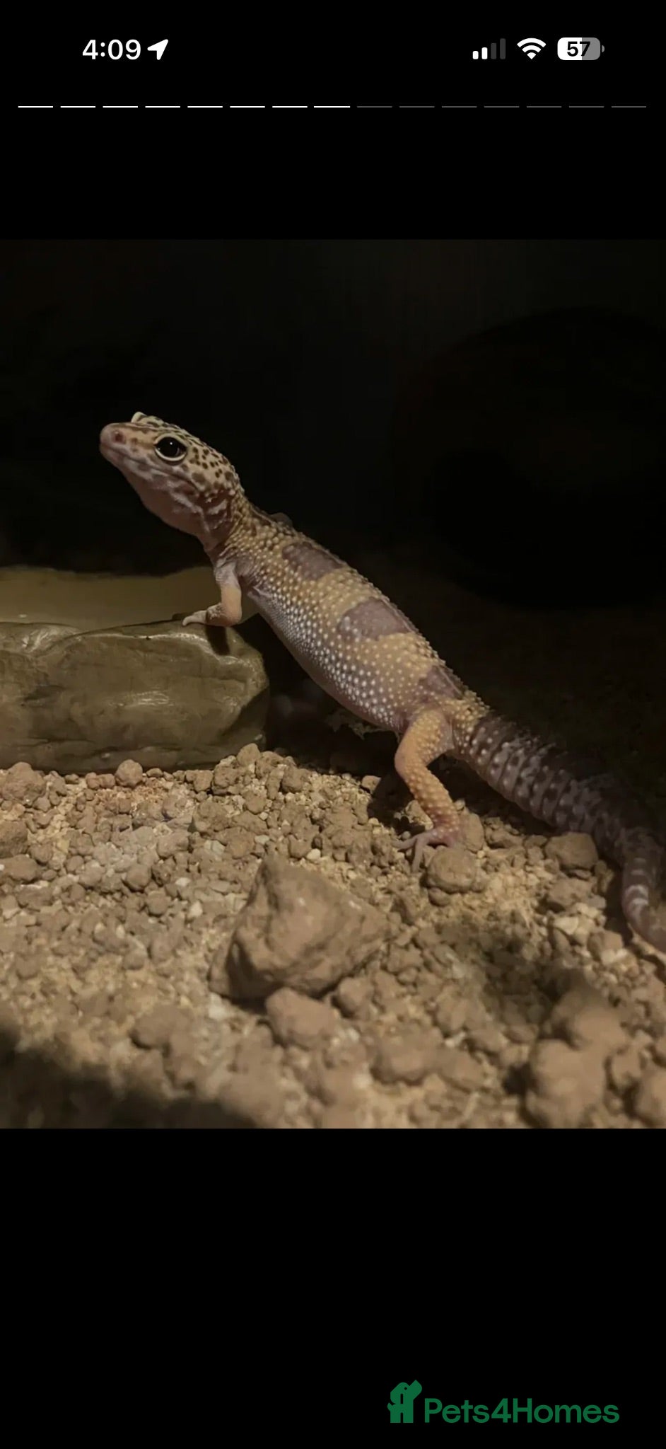 Leopard Gecko reptiles Leopard gecko  - Advert 2