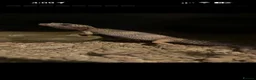 Leopard Gecko reptiles for sale: Leopard gecko  in Bishop Auckland - Advert 1
