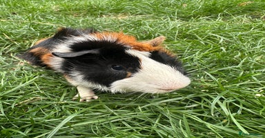Guinea Pig rodents - Advert 4