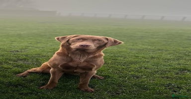 Labrador Retriever dogs - Advert 13