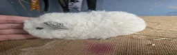 Guinea Pig rodents for sale: Funky & swiss breed guinea pig babies  - Advert 7