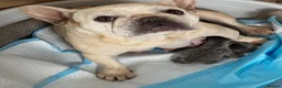 French Bulldog dogs for sale: 2 Female pedigree French bulldog puppies  - Advert 8