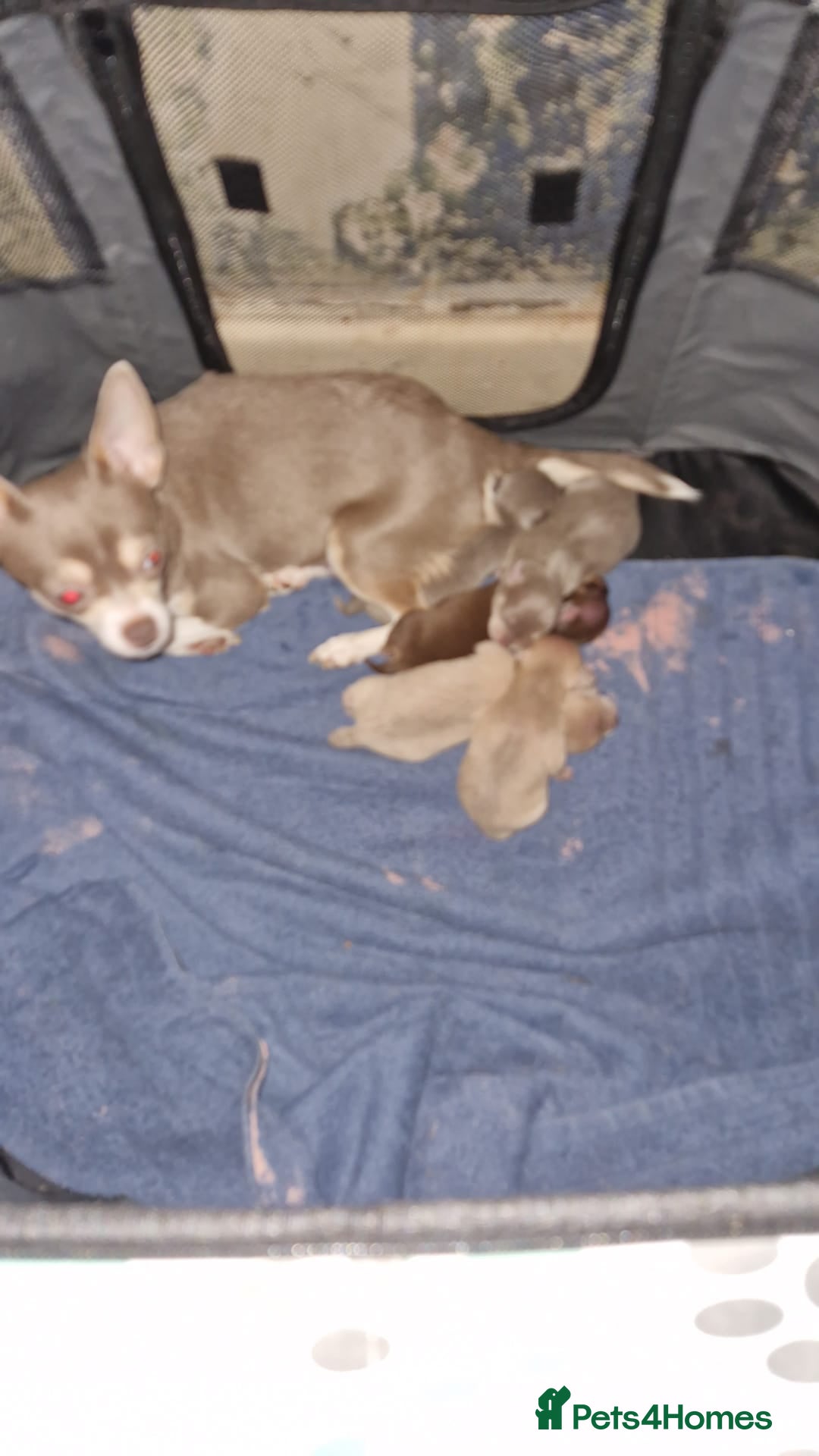Chihuahua dogs for sale: 8 week old puppys for sale - Advert 2