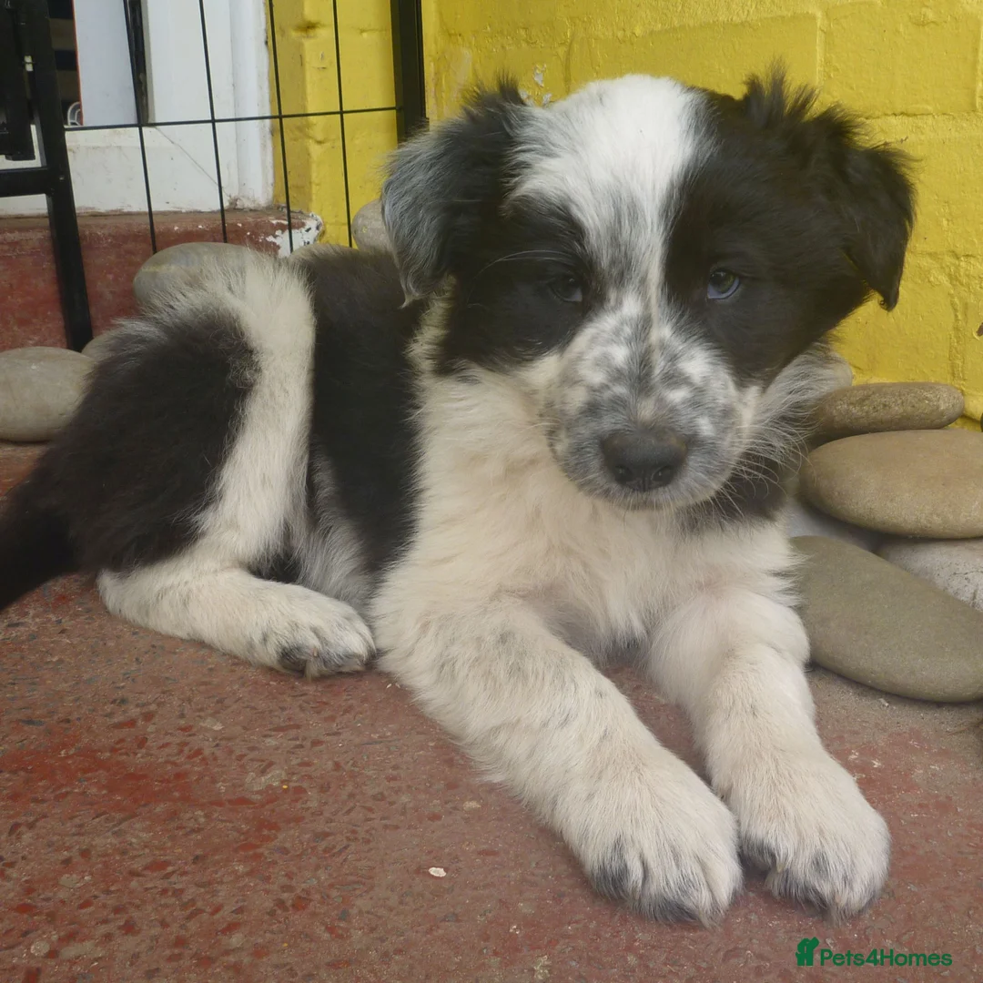 Border Collie dogs for sale: Border Collie Puppies, ready at 10 to 12 weeks - Advert 18