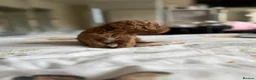 Cavapoo dogs for sale: Reduced F1b Toy Cavapoo girl health tested parents - Advert 26