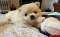 Pomapoo dogs for sale: Fluffy 4 Pomapoo Puppies Ready for Their Homes - Advert 7