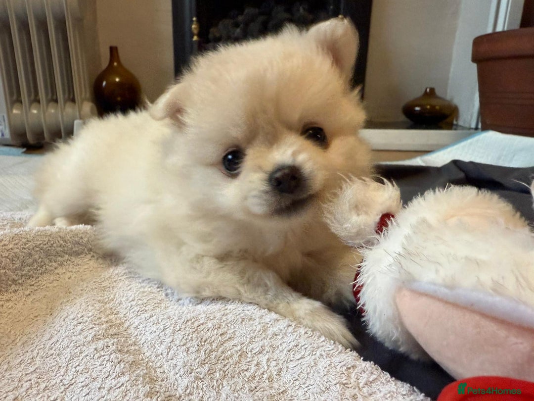 Pomapoo dogs for sale: Fluffy 4 Pomapoo Puppies Ready for Their Homes - Advert 7